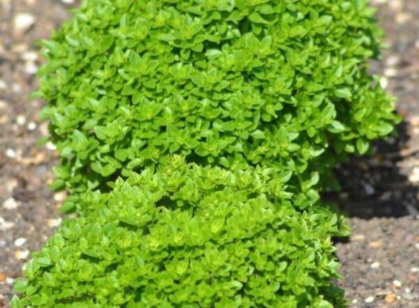 Herb Basil Dwarf Greek