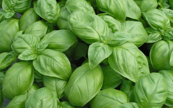 Herb Basil Genovese