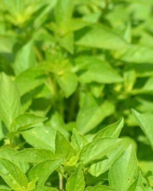 Herb Basil Lemon Organic