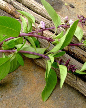 Herb Basil Licorice Seeds