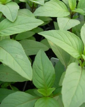Herb Basil Lime Ocimum Basilicum