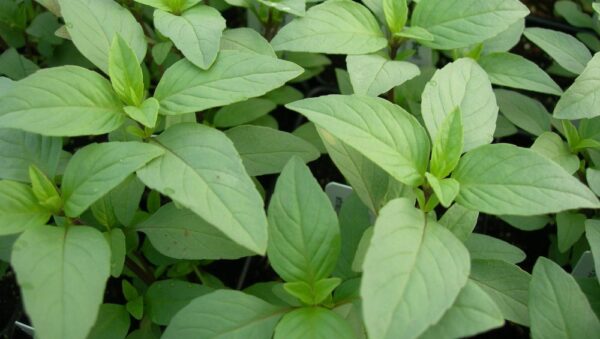 Herb Basil Lime Ocimum Basilicum