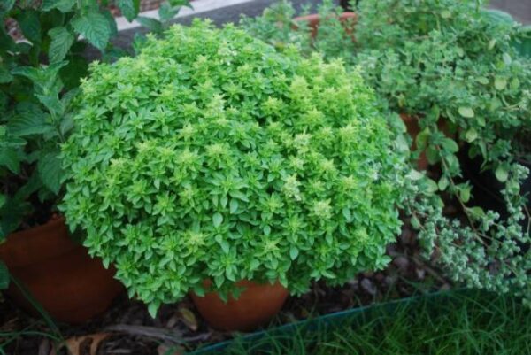 Herb Basil Spicy Globe Bush