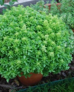 Herb Basil Spicy Globe Bush Organic