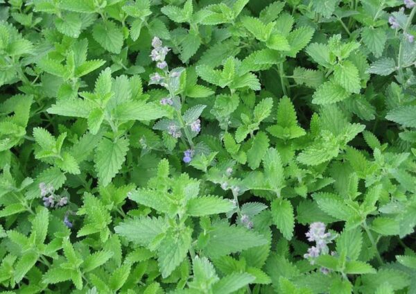 Herb Catnip seeds