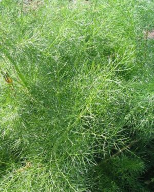 Herb Fennel Common Green