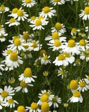 Herb German Chamomile Organic new