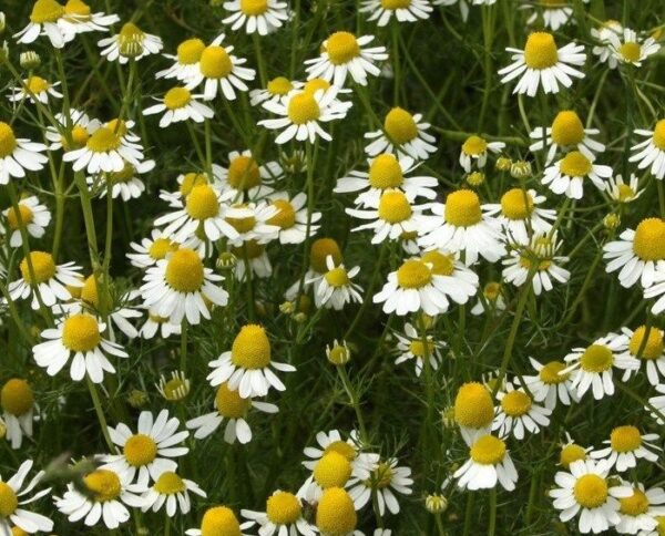 Herb German Chamomile Organic new