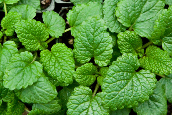 Herb Lemon Balm Seeds