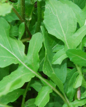 Herb Rocket Cultivated Salad