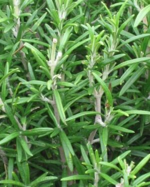 Herb Rosemary Seeds