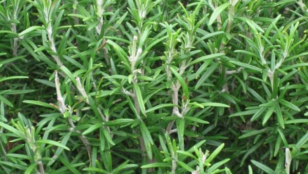 Herb Rosemary Seeds