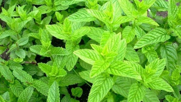 Herb Spearmint Mentha Spicata