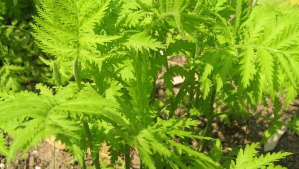 Herb -Tansy Tanacetum Vulgare