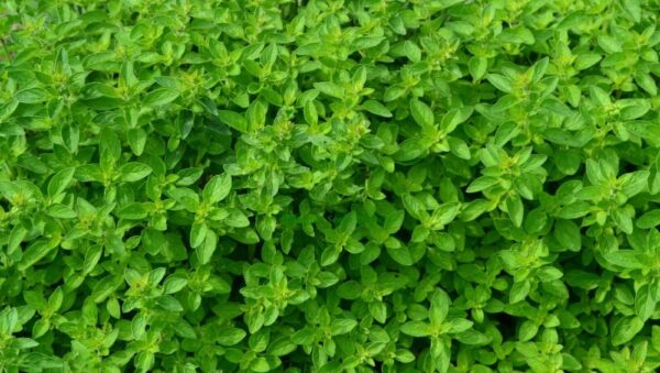 Herb – Oregano vibrant seeds