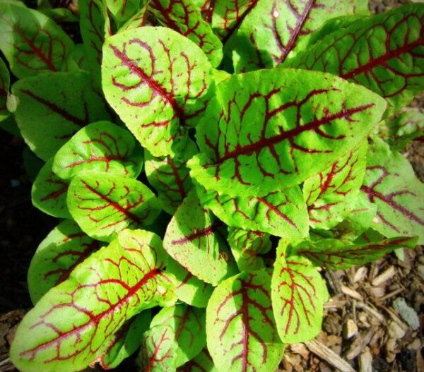 Herb – Sorrel Red Veined