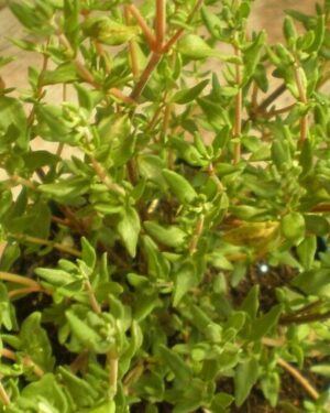 Herb – Thyme Thymus Vulgaris