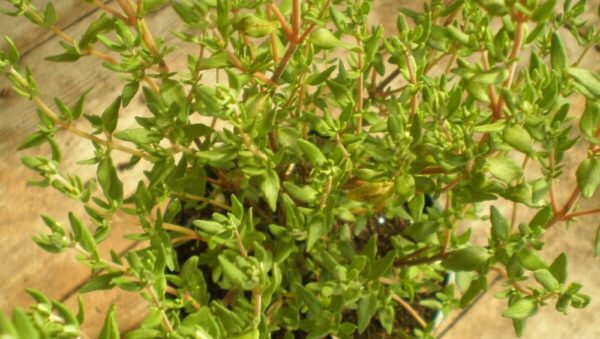 Herb – Thyme Thymus Vulgaris