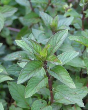 Herbs Peppermint Mentha Piperata