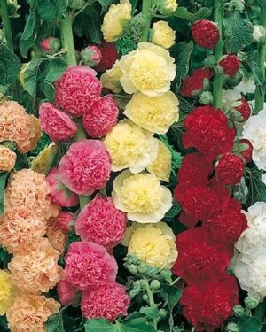 Hollyhock Chaters Blooming Mix