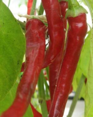 Hot Chilli Pepper Cayenne Long Slim Organic