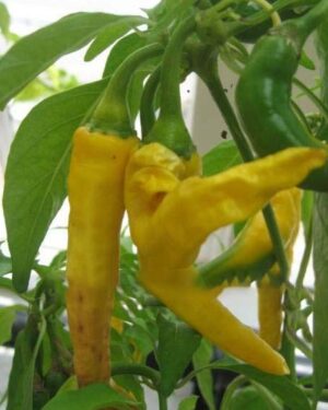 Hot Chilli Pepper Golden Cayenne Organic
