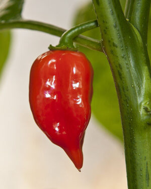 Hot Chilli Pepper Habanero Maya Red Organic