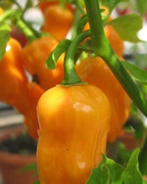 Hot Chilli Pepper Habanero Orange Organic