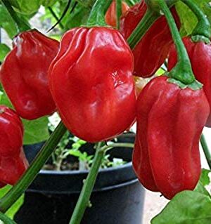 Hot Chilli Pepper Habanero Red Organic