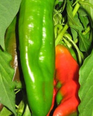 Hot Chilli Pepper Numex Big Jim Organic