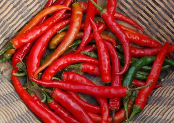 Hot Chilli Pepper – Ring of Fire Organic