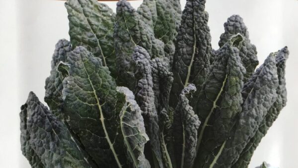 ITALIAN KALE – TOSCANA / BLACK TUSCAN -PICTORIAL PACKET