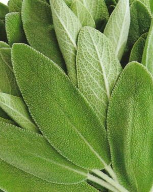 ITALIAN SAGE – PICTORIAL PACKET