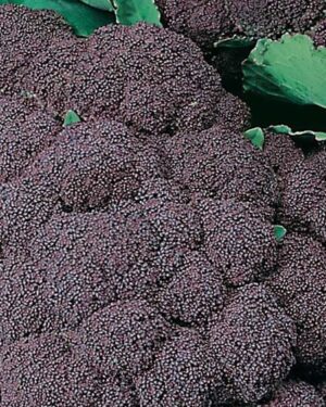 Italian Cauliflower Di Sicilia Violetto