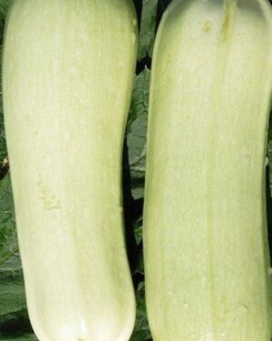 Italian Courgette Bianca Di Trieste