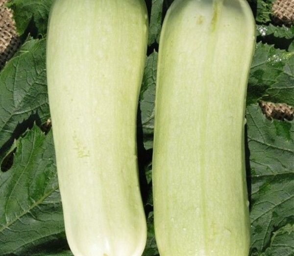 Italian Courgette Bianca Di Trieste