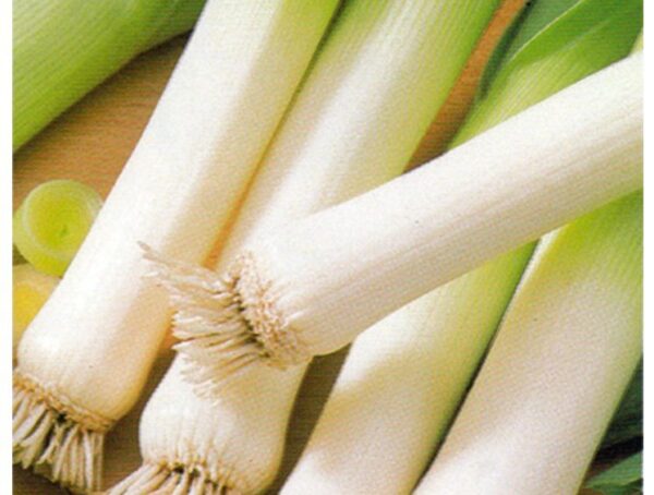 Italian Leek Carentan 2 Organic