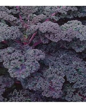 Organic Red Russian Heirloom Kale - 2Gm