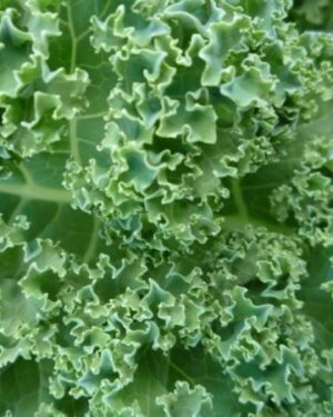 Kale – Vates Blue Curled organic