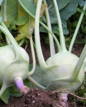 Kohlrabi Early White Vienna Organic