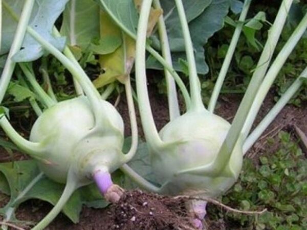 Kohlrabi Early White Vienna Organic