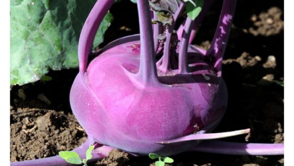 Kohlrabi Purple Vienna Organic