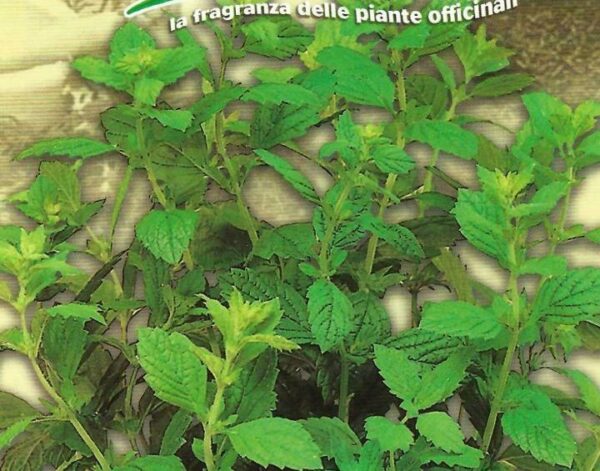 LEMON BALM PICTORIAL PACKET