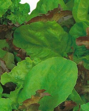 LETTUCE – MESCLUN – MIXED SALAD PICTORIAL PACKET
