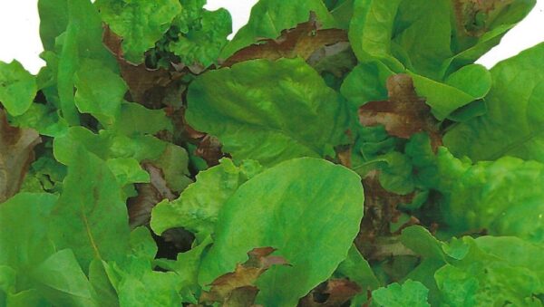 LETTUCE – MESCLUN – MIXED SALAD PICTORIAL PACKET