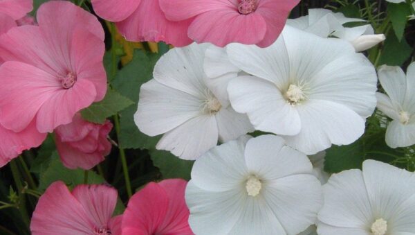 Lavatera Rose Mallow Trimestris Mix