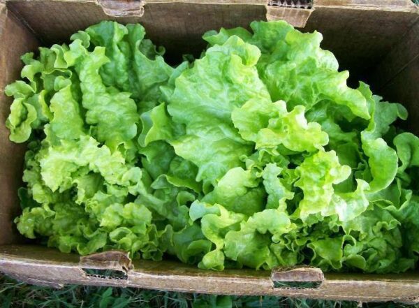 Lettuce Black Seeded Simpson Organic