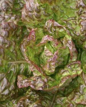 Lettuce Heirloom Marvel of 4 Seasons Organic