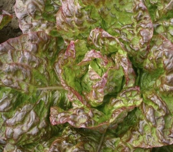 Lettuce Heirloom Marvel of 4 Seasons Organic