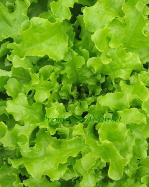 Lettuce Salad Bowl Green Organic
